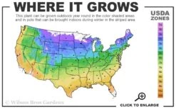 Bumbleberry Pie Dianthus (Carnations) - 1 Gallon Pot -Cheap Plants Store usda zone map 3