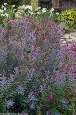 Rosa's Blush Blueberry (Vaccinium Darrowii) - 3 Gallon Pot 13 Rosa's Blush Blueberry (Vaccinium Darrowii) - 3 Gallon Pot -Cheap Plants Store vaccinium darrowii rosas blush blueberry 14