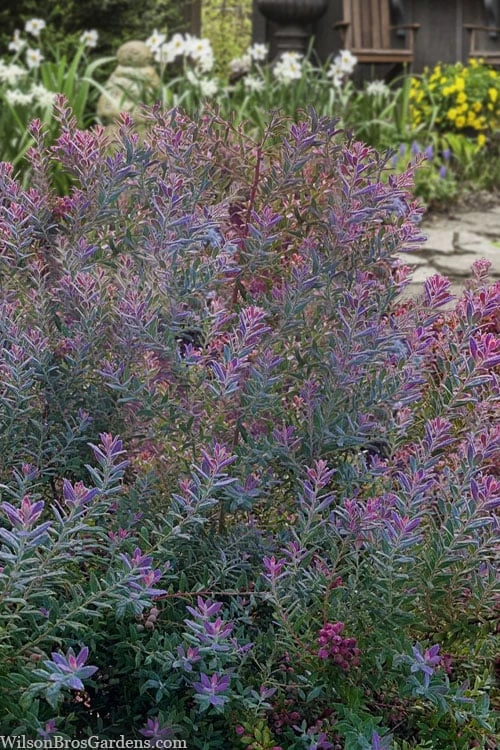 Rosa's Blush Blueberry (Vaccinium Darrowii) - 3 Gallon Pot 6 Rosa's Blush Blueberry (Vaccinium Darrowii) - 3 Gallon Pot - Image 4