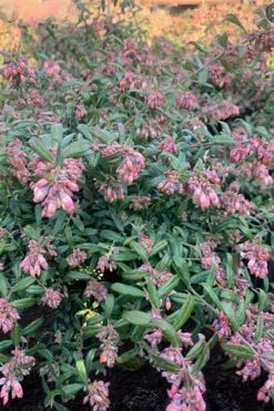 Rosa's Blush Blueberry (Vaccinium Darrowii) - 3 Gallon Pot 14 Rosa's Blush Blueberry (Vaccinium Darrowii) - 3 Gallon Pot -Cheap Plants Store vaccinium darrowii rosas blush blueberry 16