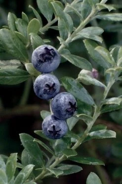 Rosa's Blush Blueberry (Vaccinium Darrowii) - 3 Gallon Pot 12 Rosa's Blush Blueberry (Vaccinium Darrowii) - 3 Gallon Pot -Cheap Plants Store vaccinium darrowii rosas blush blueberry 18