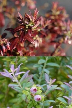 Rosa's Blush Blueberry (Vaccinium Darrowii) - 3 Gallon Pot 16 Rosa's Blush Blueberry (Vaccinium Darrowii) - 3 Gallon Pot -Cheap Plants Store vaccinium darrowii rosas blush blueberry 189jpg