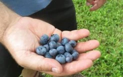Bluebelle Rabbiteye Blueberry - 1 Gallon Pot -Cheap Plants Store vaccinum ashei bluebelle blueberry bush 2