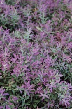 Rosa's Blush Blueberry (Vaccinium Darrowii) - 3 Gallon Pot 17 Rosa's Blush Blueberry (Vaccinium Darrowii) - 3 Gallon Pot -Cheap Plants Store vaccinum darrowii rosas blush blueberry 1