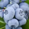 Bluebelle Rabbiteye Blueberry - 1 Gallon Pot