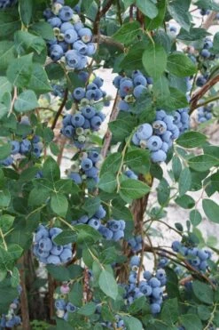 Sweetheart Blueberry Bush (Re-Fruiting) - 3 Gallon Pot -Cheap Plants Store vaccinum sweetheart blueberry bush 2