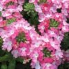 EnduraScape Pink Fizz Verbena - 5 Pack Of Pint Pots -Cheap Plants Store verbena endurascape pink fizz 1 1