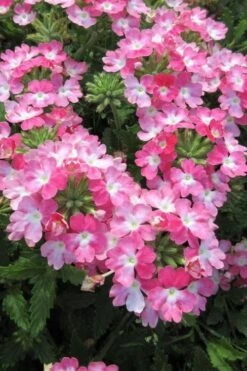 EnduraScape Pink Fizz Verbena - 10 Pack Of Pint Pots