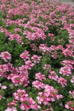 EnduraScape Pink Fizz Verbena - 5 Pack Of Pint Pots -Cheap Plants Store verbena endurascape pink fizz 2 1