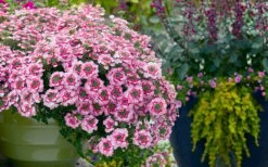 EnduraScape Pink Fizz Verbena - 10 Pack Of Pint Pots -Cheap Plants Store verbena endurascape pink fizz 3