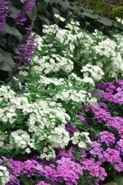 EnduraScape White Verbena - 5 Pack Of Pint Pots -Cheap Plants Store verbena endurascape white 1