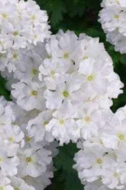 EnduraScape White Verbena - 5 Pack Of Pint Pots -Cheap Plants Store verbena endurascape white 2