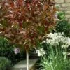 Coppertop Sweet Viburnum - (Single Trunk Topiary Tree) - 5 Gallon Pot -Cheap Plants Store viburnum coppertop tree 1
