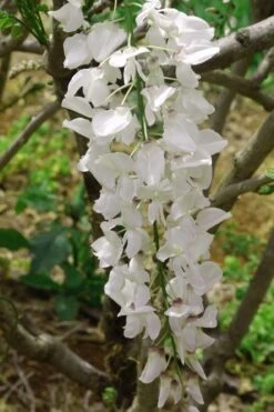 White Wisteria Vine (Wisteria Sinensis 'Alba') - 3 Gallon Pot -Cheap Plants Store wisteria sinensis alba white wisteria 2