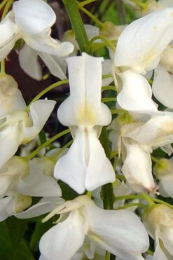 White Wisteria Vine (Wisteria Sinensis 'Alba') - 3 Gallon Pot -Cheap Plants Store wisteria sinensis alba white wisteria 3