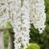 White Wisteria Vine (Wisteria Sinensis 'Alba') - 3 Gallon Pot -Cheap Plants Store wisteria sinensis alba white wisteria 5