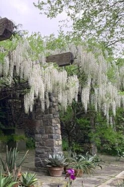 White Wisteria Vine (Wisteria Sinensis 'Alba') - 3 Gallon Pot -Cheap Plants Store wisteria sinensis alba white wisteria 7