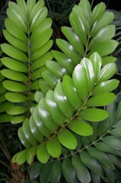 Coontie Palm (Zamia Pumila) - 7 Gallon Pot 10 Coontie Palm (Zamia Pumila) - 7 Gallon Pot -Cheap Plants Store zamia pumila florida coontie 3