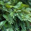 Coontie Palm (Zamia Pumila) - 7 Gallon Pot -Cheap Plants Store zamia pumila florida coontie 4