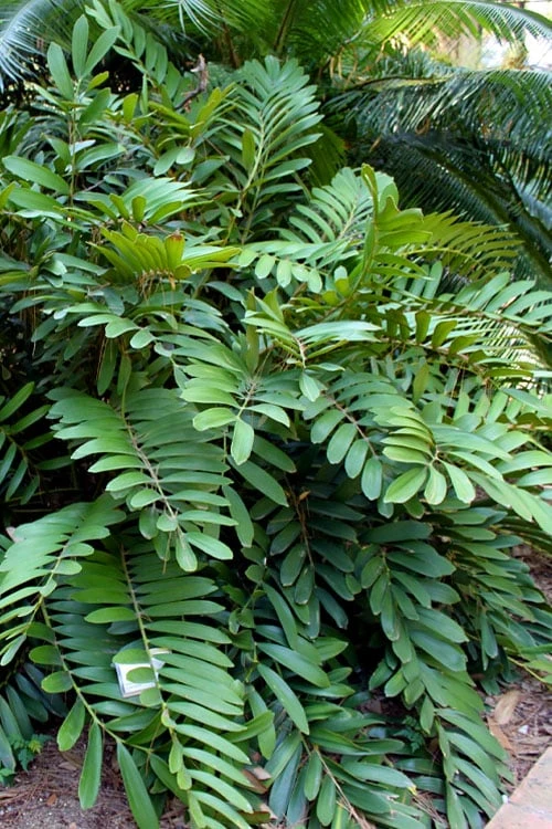 Coontie Palm (Zamia Pumila) - 7 Gallon Pot 3 Coontie Palm (Zamia Pumila) - 7 Gallon Pot