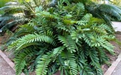 Coontie Palm (Zamia Pumila) - 7 Gallon Pot 11 Coontie Palm (Zamia Pumila) - 7 Gallon Pot -Cheap Plants Store zamia pumila florida coontie 5
