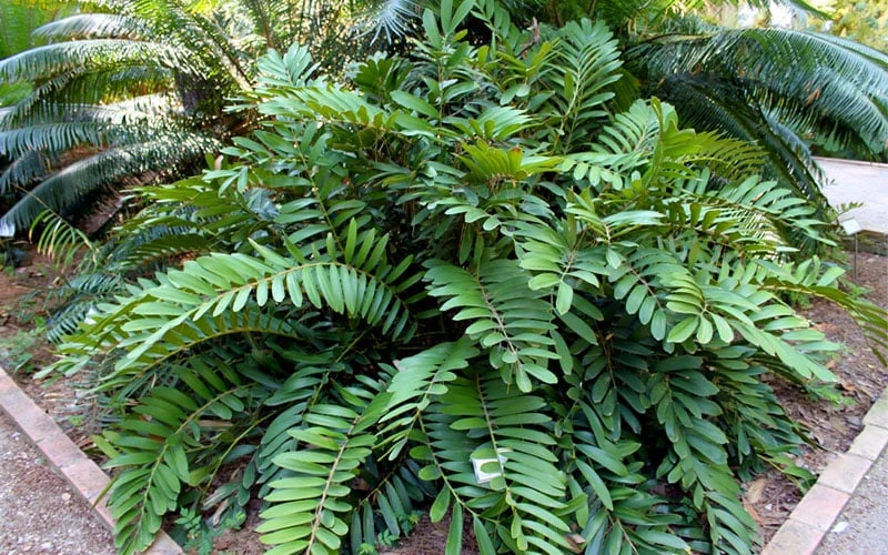 Coontie Palm (Zamia Pumila) - 7 Gallon Pot 7 Coontie Palm (Zamia Pumila) - 7 Gallon Pot - Image 5