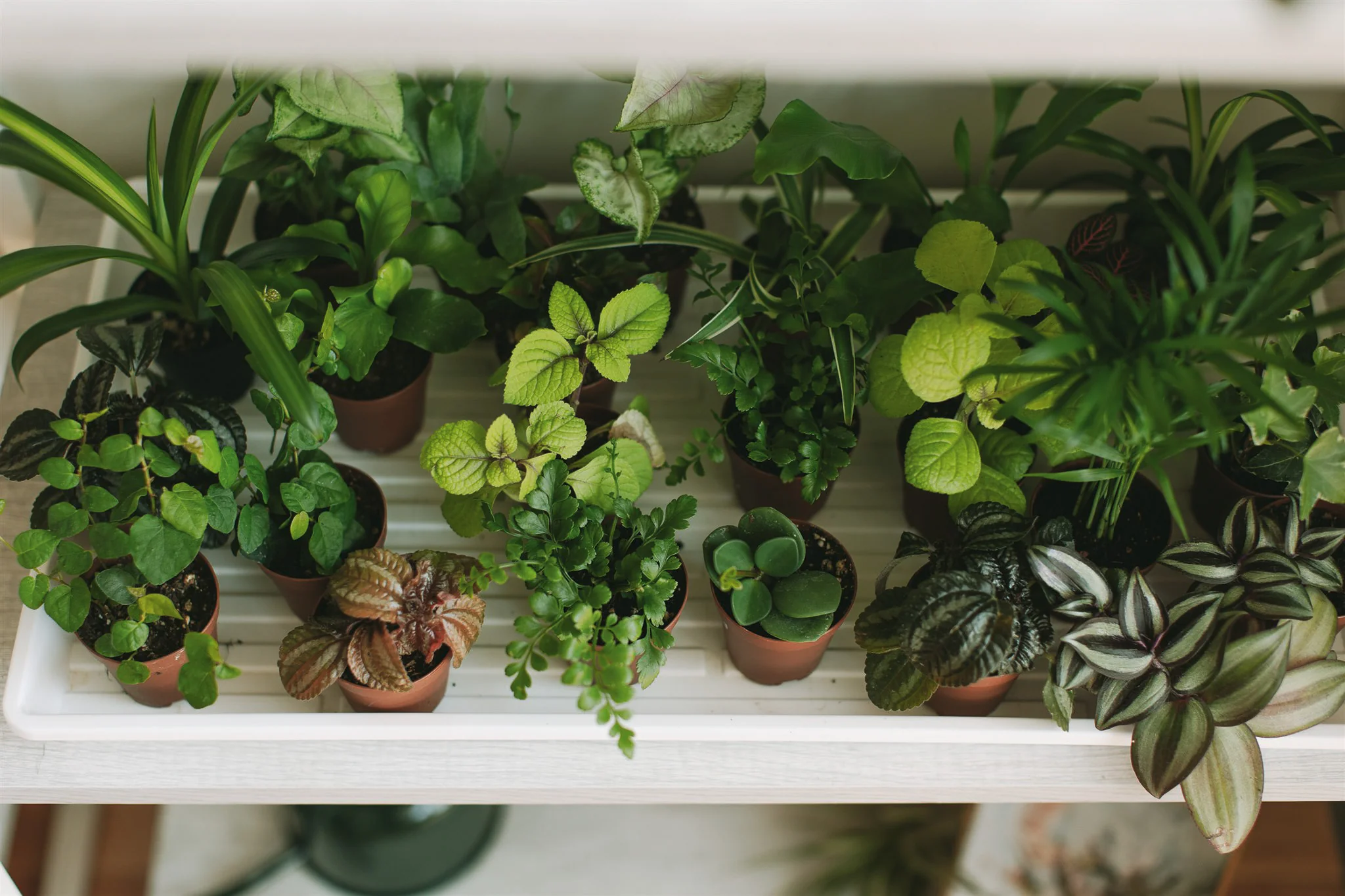 Cheap Plants Store -Cheap Plants Store Sparrows 2022 36 6af1632e f0bd 4e16 b957 43ccc3a546c2